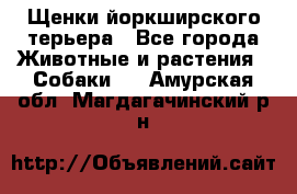 Щенки йоркширского терьера - Все города Животные и растения » Собаки   . Амурская обл.,Магдагачинский р-н